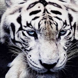 Meet your Posher, Renee